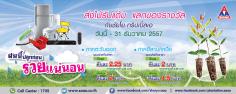 ฝนนี้ปลูกก่อนรวยแน่นอนกับต้นกระดาษพันธุ์ | Shaiyoaaa - บางปะกง ฉะเชิงเทรา