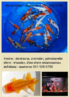 อาหารปลา ปลาคราฟ น้ำล้น  | huahin aquarium - หัวหิน ประจวบคีรีขันธ์