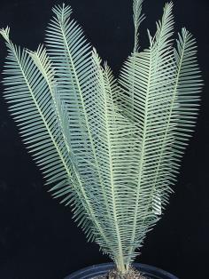 Dioon edule "queretaro"