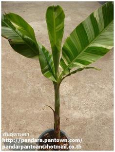 Musa 'Florida variegate'