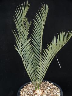 Encephalartos dyerianus 