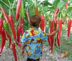Giant Red New Spices Spicy Chili Pepper  | ไร่ภูธรา - เมืองเชียงใหม่ เชียงใหม่