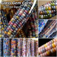 Glass Gem Corn ข้าวโพด อัญมณี (ปลูกเอง )