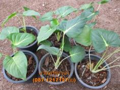 ว่านเสน่ห์จันทร์ขาว Alocasia Lindenii (A