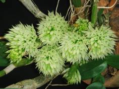 Dendrobium capituliflorum
