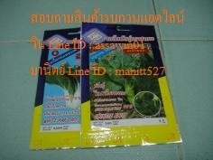 เมล็ดผักคะน้า | KB Hydro Tech - บางพลี สมุทรปราการ