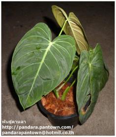 Philodendron Melanochrysum Linden & Andr