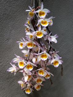 Dendrobium gratiostissimum