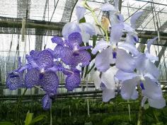 Vanda coerulea