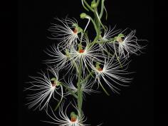 Habenaria myriotricha