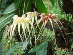 Bulbophyllum sanguineopunctatum