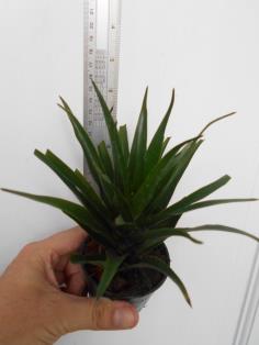 Dracaena mutant