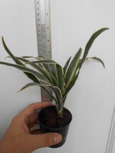 Dracaena mutant