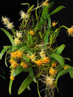 Bulbophyllum odoratissimum