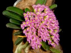 Schoenorchis fragrans