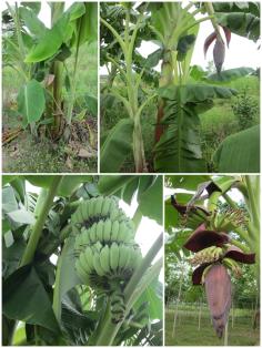 กล้วยน้ำว้านวล | สวนควนยาง - โคกโพธิ์ ปัตตานี
