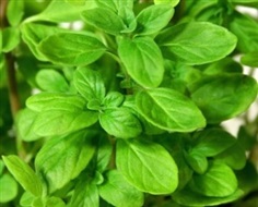 Sweet Marjoram 