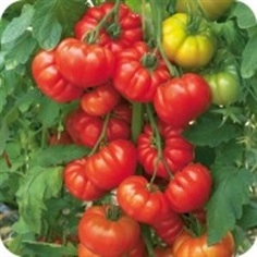  Beefsteak Tomato 