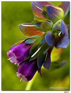 Cerinthe Purple 