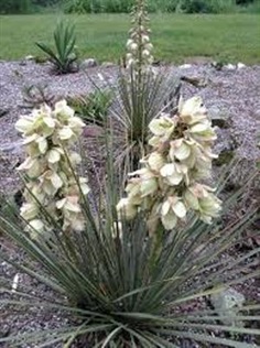 Yucca Glauca 