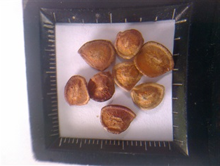 เมล็ดมะม่วงหาวมะนาวโห่(รับส่งทางไปรษณีย์ | D&T Garden - เมืองปราจีนบุรี ปราจีนบุรี