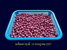 ปาล์มเคราฤษี