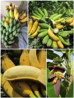 กล้วยนางยา, กล้วยนางพญา | สวนควนยาง - โคกโพธิ์ ปัตตานี