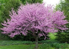 เรดบัด eastern redbud