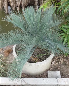 ปรง (Cycas  cairnsiana)