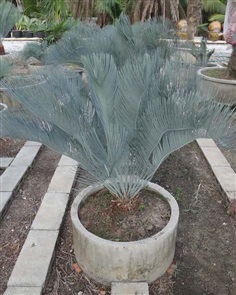 ปรง (Cycas  cairnsiana)