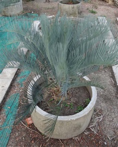 ปรง (Cycas  cairnsiana)