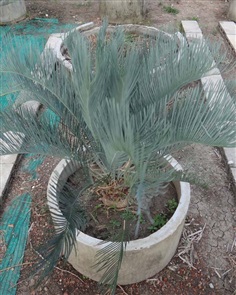 ปรง (Cycas  cairnsiana)