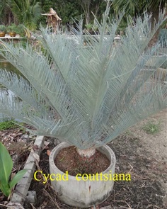 ปรง (Cycas Couttsiana)