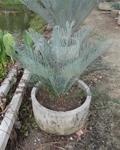 ปรง (Cycas Couttsiana)