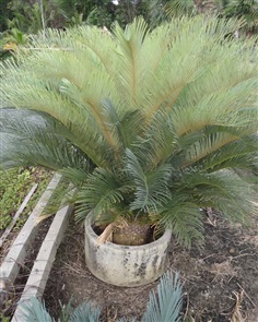 ปรง (Cycas Couttsiana)