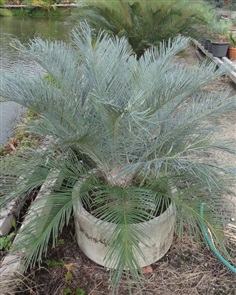 ปรง (Cycas Couttsiana)