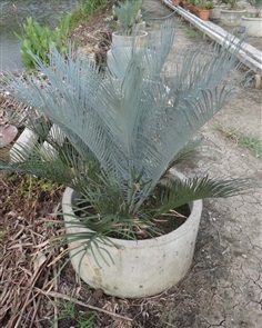 ปรง (Cycas Couttsiana)