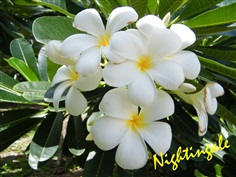 ลีลาวดีขาวพวง