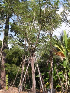 ต้นกัลปพฤกษ์ | บีพีเจโมเดิร์น -  นนทบุรี