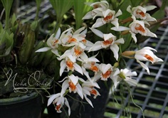 จำหน่าย coelogyne asperata