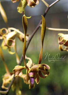 จำหน่ายหวายกลีบบิดลูกผสม Den.Nicha Natron | Nicha Orchid - เมืองจันทบุรี จันทบุรี