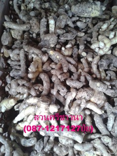 ว่านขมิ้นขาว(ว่านม่วง) Mango ginger  | สวนศรีชาวนา - เมืองปราจีนบุรี ปราจีนบุรี