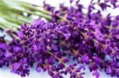 Chinese Lavender  | ไร่ภูธรา - เมืองเชียงใหม่ เชียงใหม่