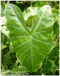 Alocasia Longiloba