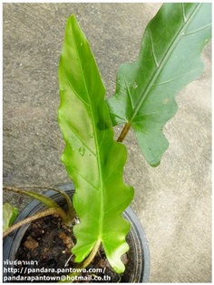 Alocasia lauterbachiana 'Baroque Sword'