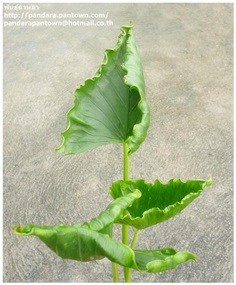 Alocasia triangularis