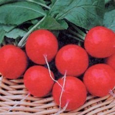 Radish Scarlet Globe