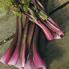 Celery Solid Pink