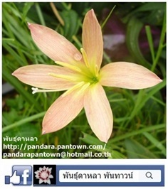 บัวดินสีส้ม