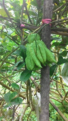 กิ่งตอนส้มโอมือ | บ้านสวนกล้วย - เมืองอุบลราชธานี อุบลราชธานี